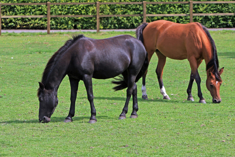 Deworming Your Horse: Using Chemicals and Herbs for Management and Prevention