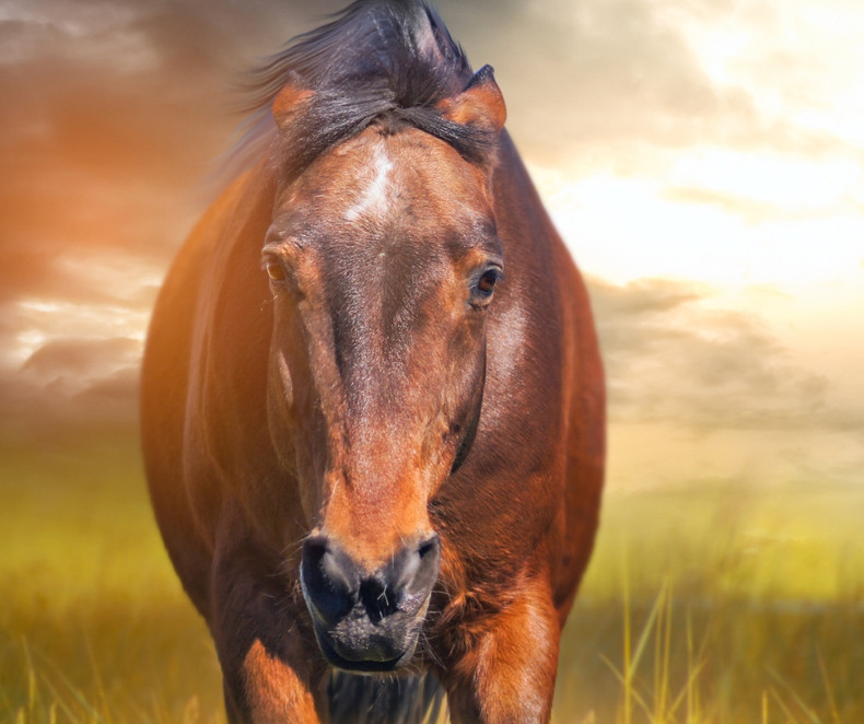 Hormonal Mares: Are We the Problem?