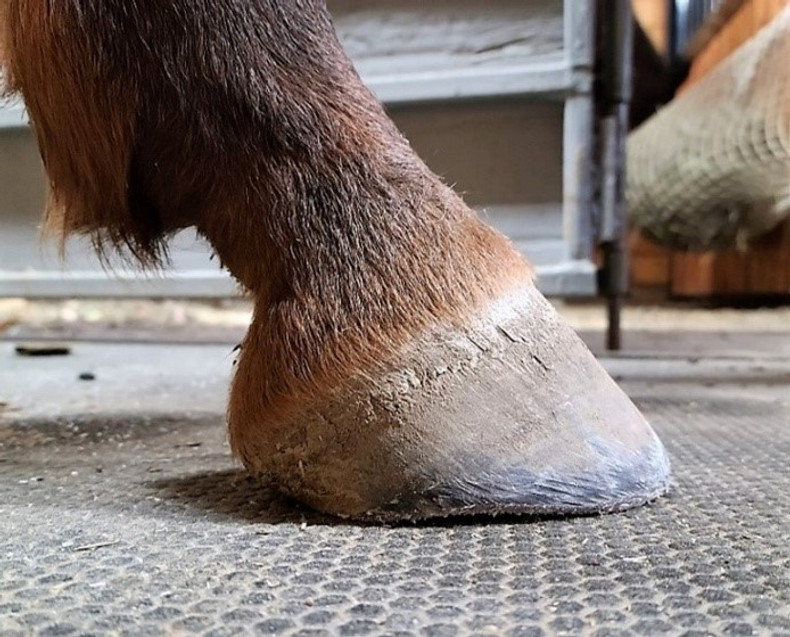 What Is A Barefoot Trim? 