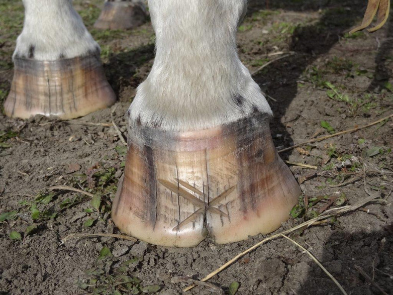 The Do’s & Don’ts of Treating Laminitis