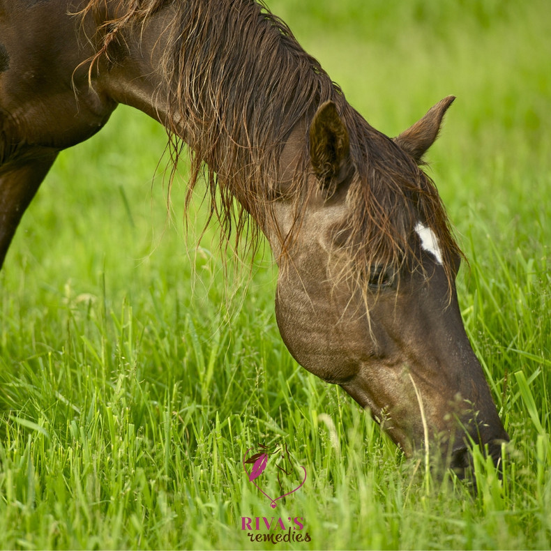 Understanding and Treating Equine Leaky Gut