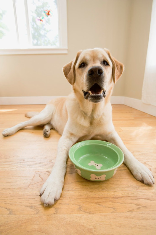  Canine Communication: 10 Signs Your Dog is Ready for a Diet Update