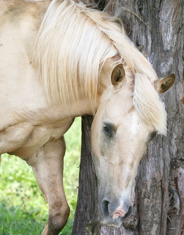 Resolve Sweet Itch and Insect Allergies for your Horse!