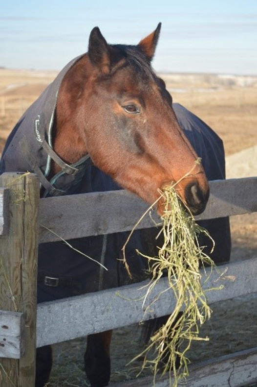 Understanding & Treating Equine Leaky Gut