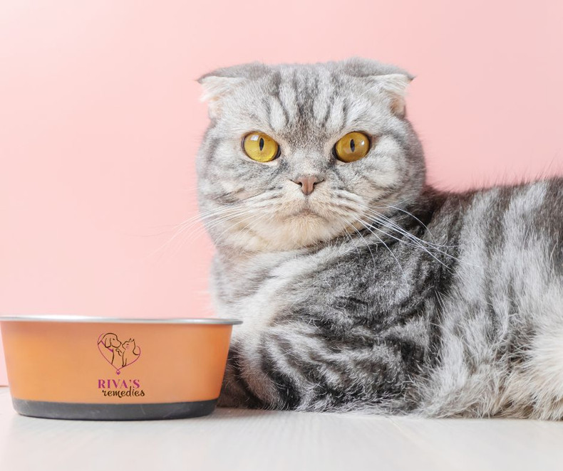 Is Your Cat a Picky Eater?