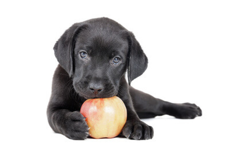 Can Nutritional Therapy Help your Dog?