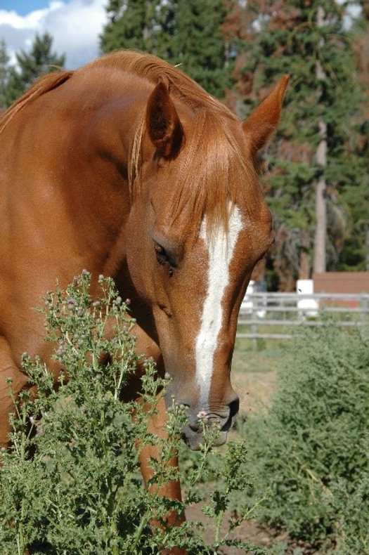 Flower Essences for Horses