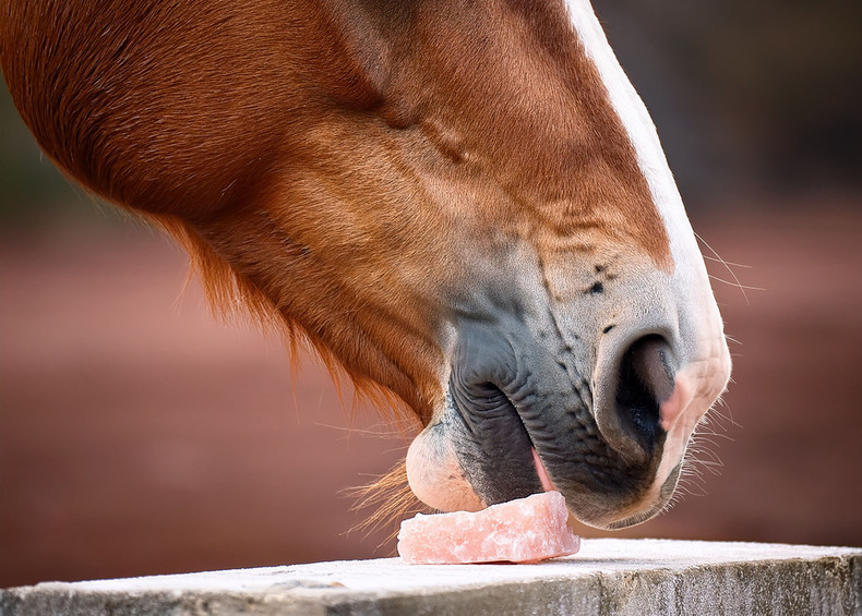 Salt For Horses