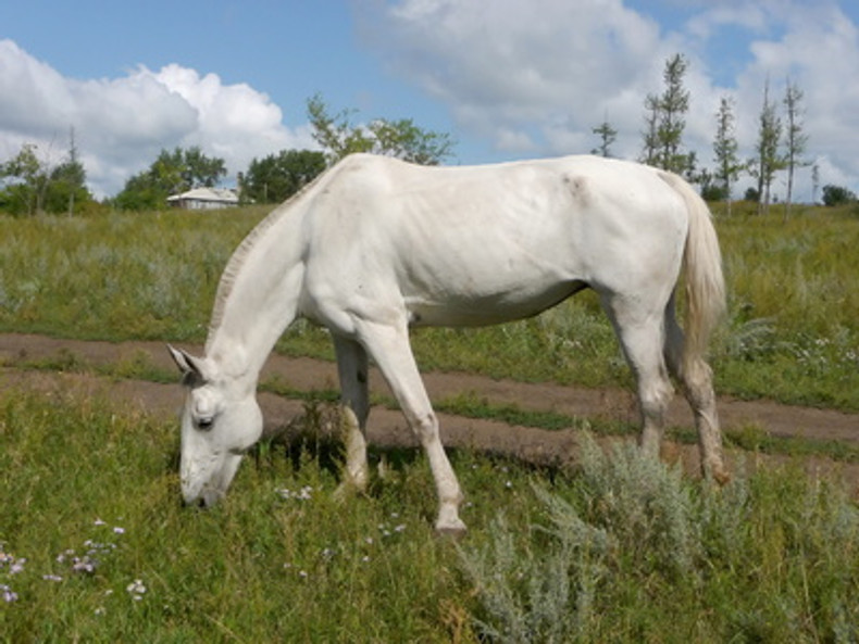 Promoting Weight Gain for Underweight Horses