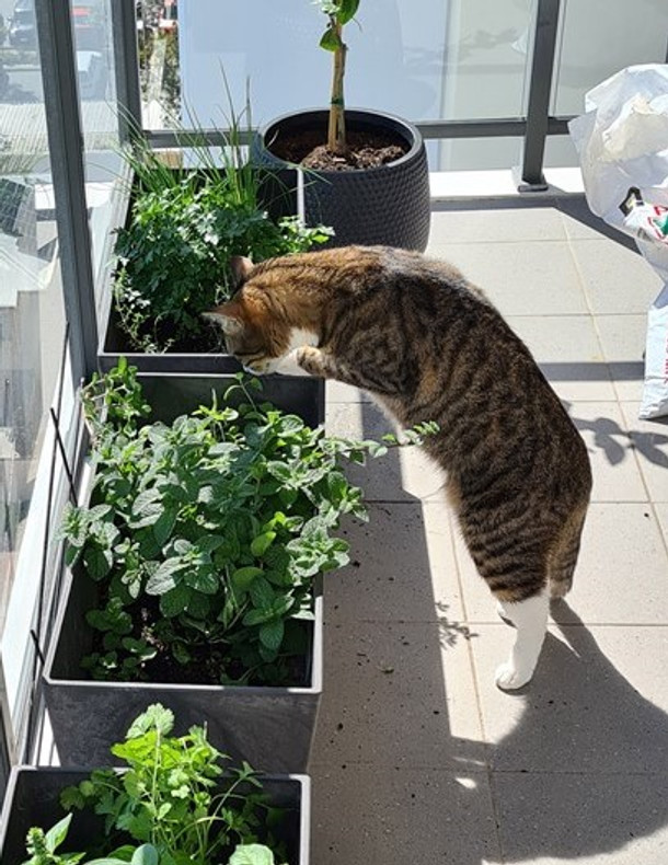 Should Your Cat Eat Vegetables?