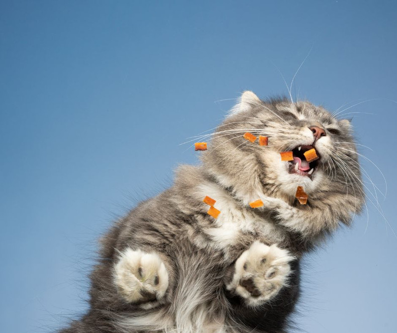 10 Diet Tips for Keeping your Cat Healthy: Food Rules!