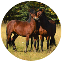 two horses in field