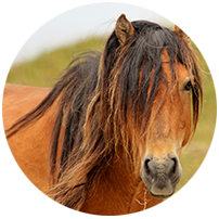red horse lone mane