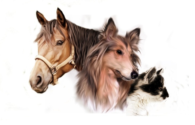 Riva's Remedies Affiliate Program