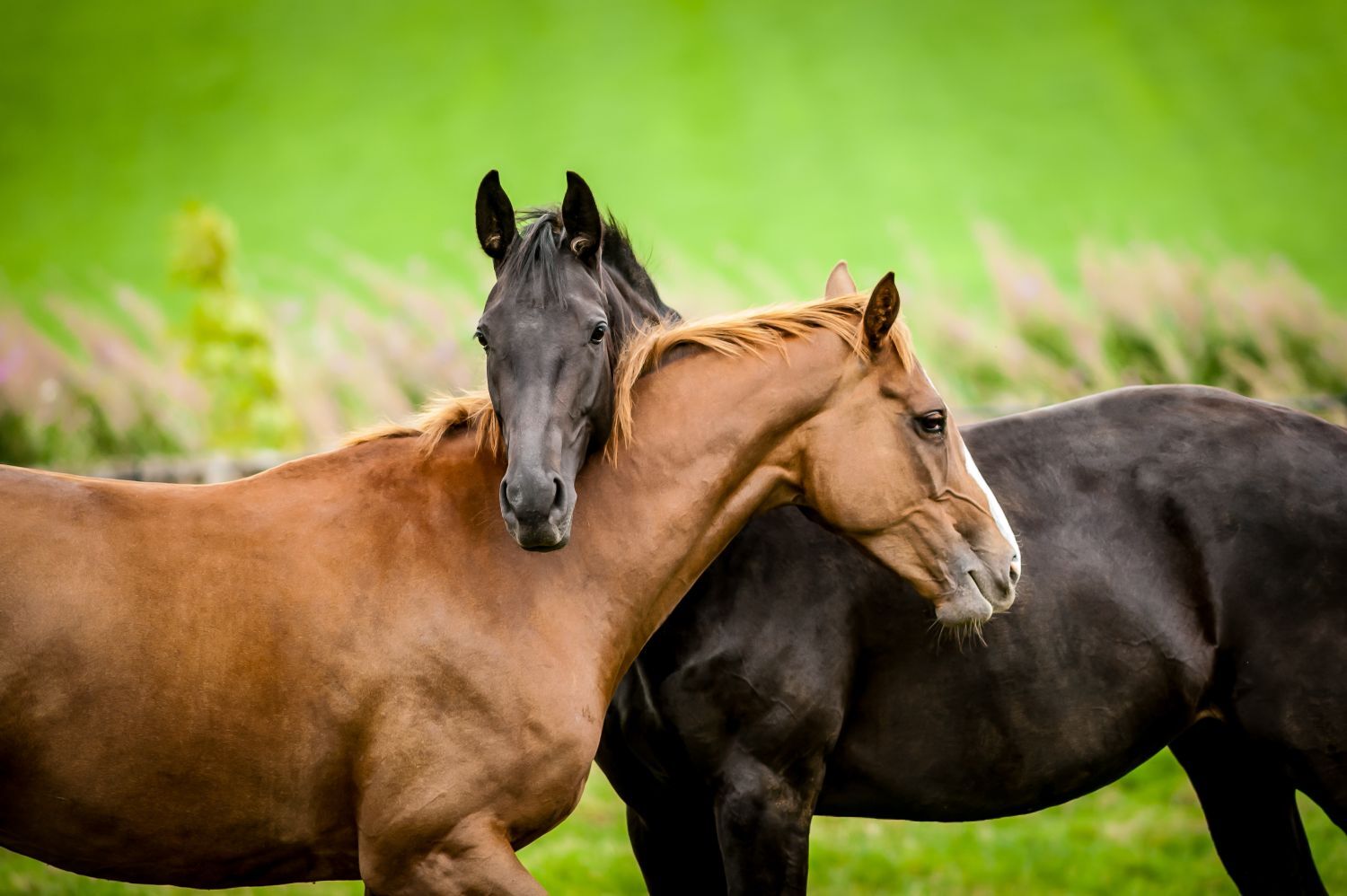 Two horses in a green field