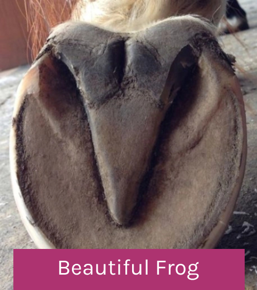  beautiful frog healthy hoof