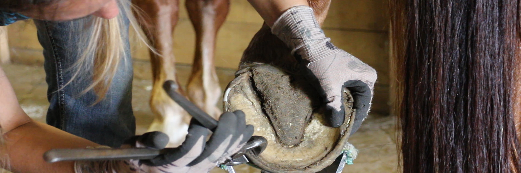 Hoof Assessments