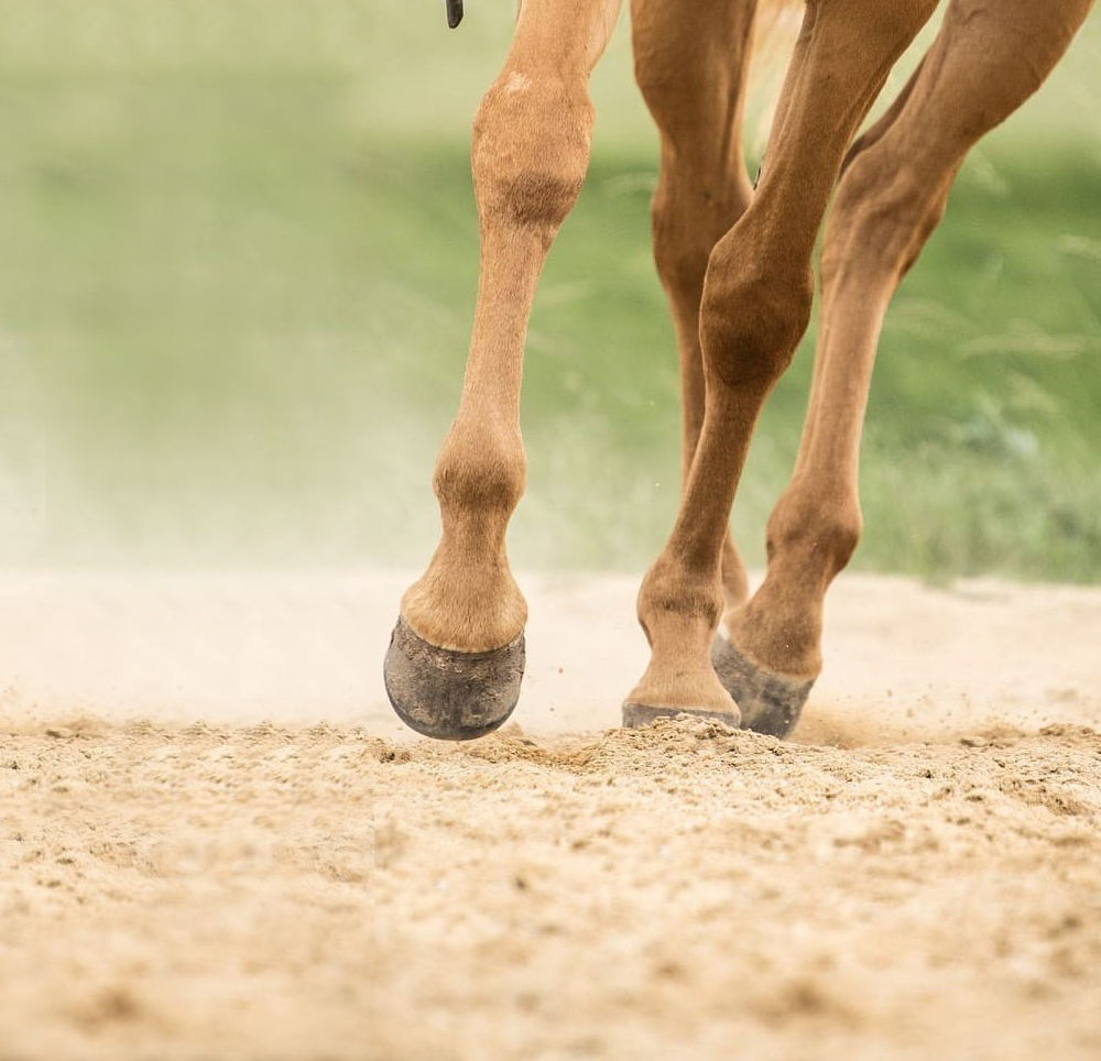 Hooves are an extremely important part of horse health care.