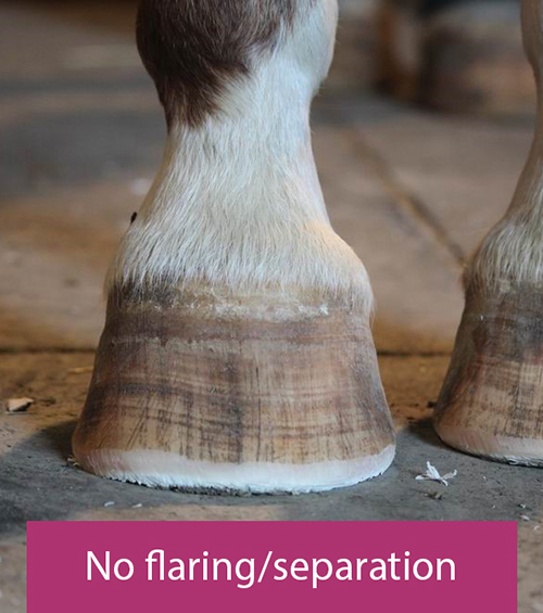 no flaring healthy hoof