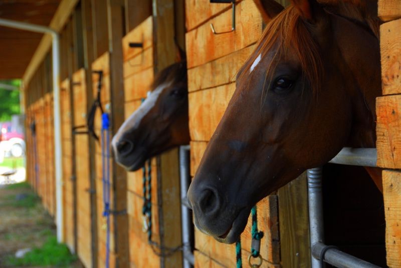 Calming Horses That Are Stressed, Anxious and Fearful Riva's Remedies