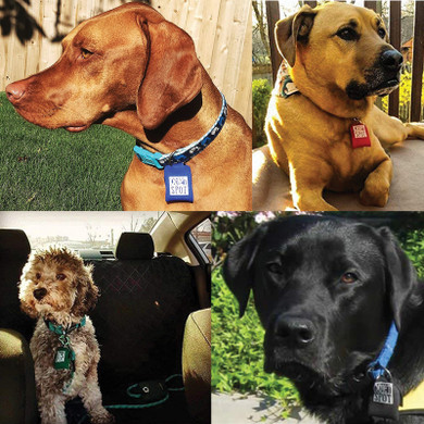 4-up collage showing pets with Shields