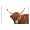 Highland Calf I  (Canvas Print)