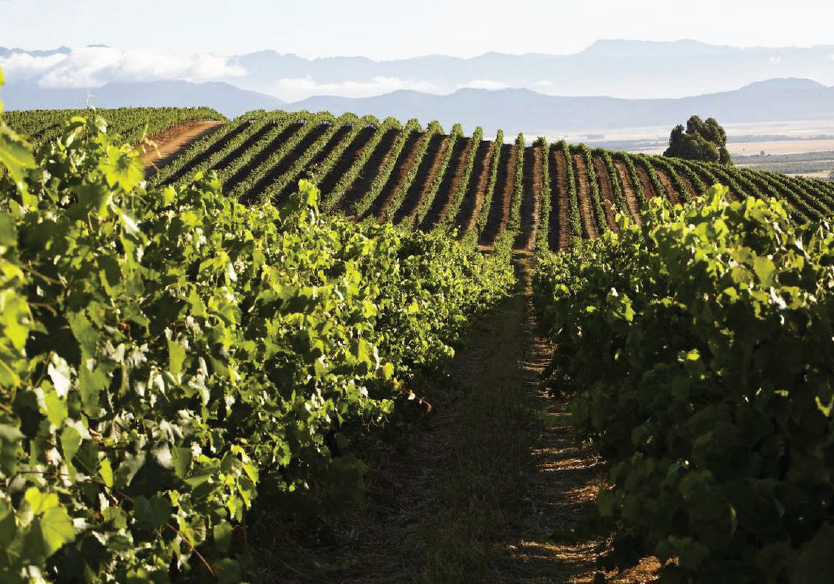 Swartland, South Africa
