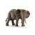 Female African Elephant