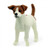 Jack Russell Terrier