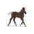 Black Forest Foal