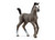 Selle Français Foal 13957