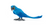 Hyacinth Macaw