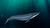 Blue Whale Calf