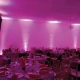 Mega Flat Hex L PAK4 pink wall lighting.