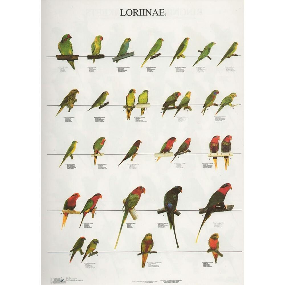 Lories 3 laminated poster A4
