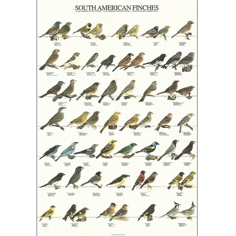 Póster Diamantes Sul-Americanos Laminado