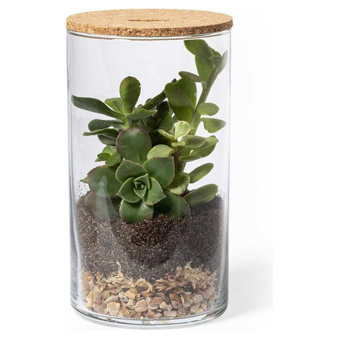 Terrario con semillas de cactus en vidrio de borosilicato y tapa de corcho