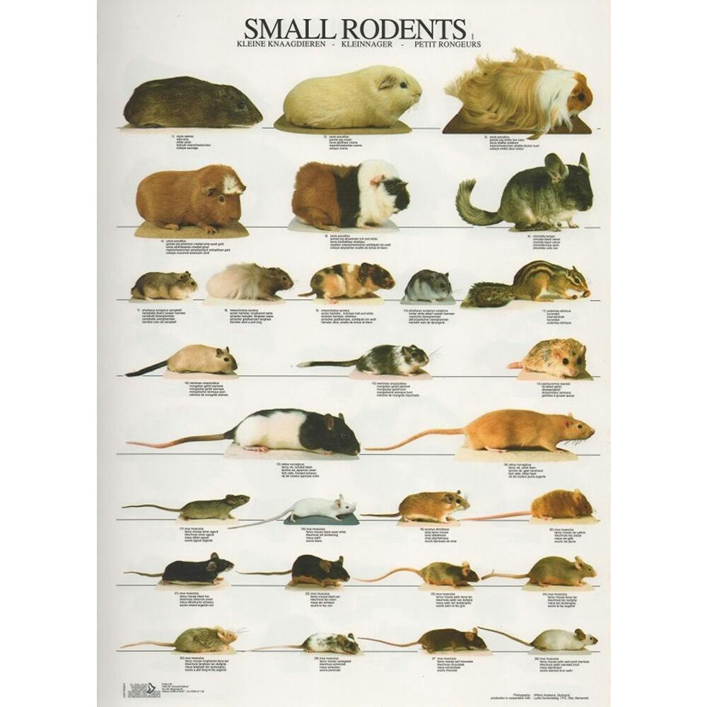 Póster Pequeños Roedores