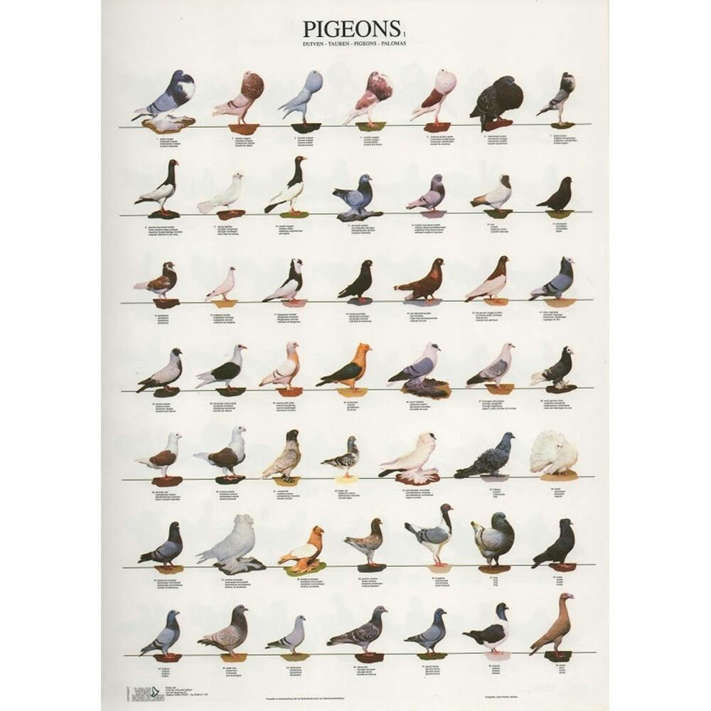 Póster de palomas laminado A4