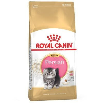 Food Persian Kitten