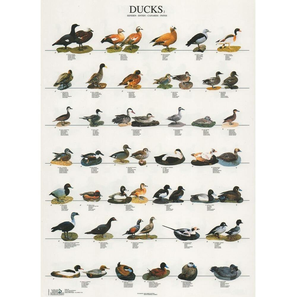 Poster Patos 2 (Ducks 2)