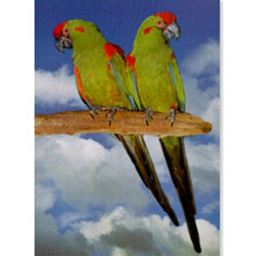 Poster arara cabeça vermelha papel laminado