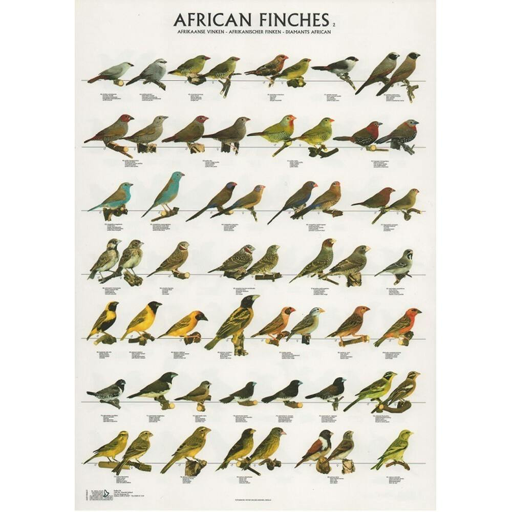 Poster Diamantes Africanos 2