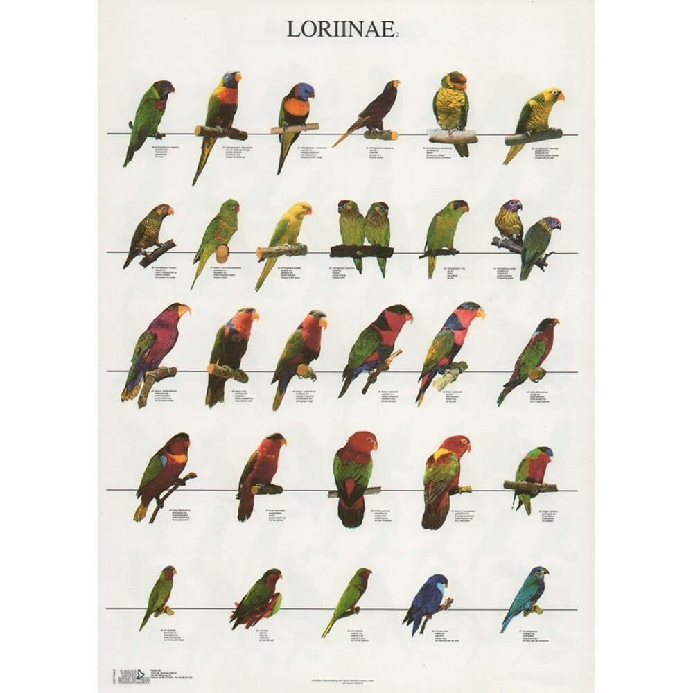 Poster Lories 2 - Loriinae 2