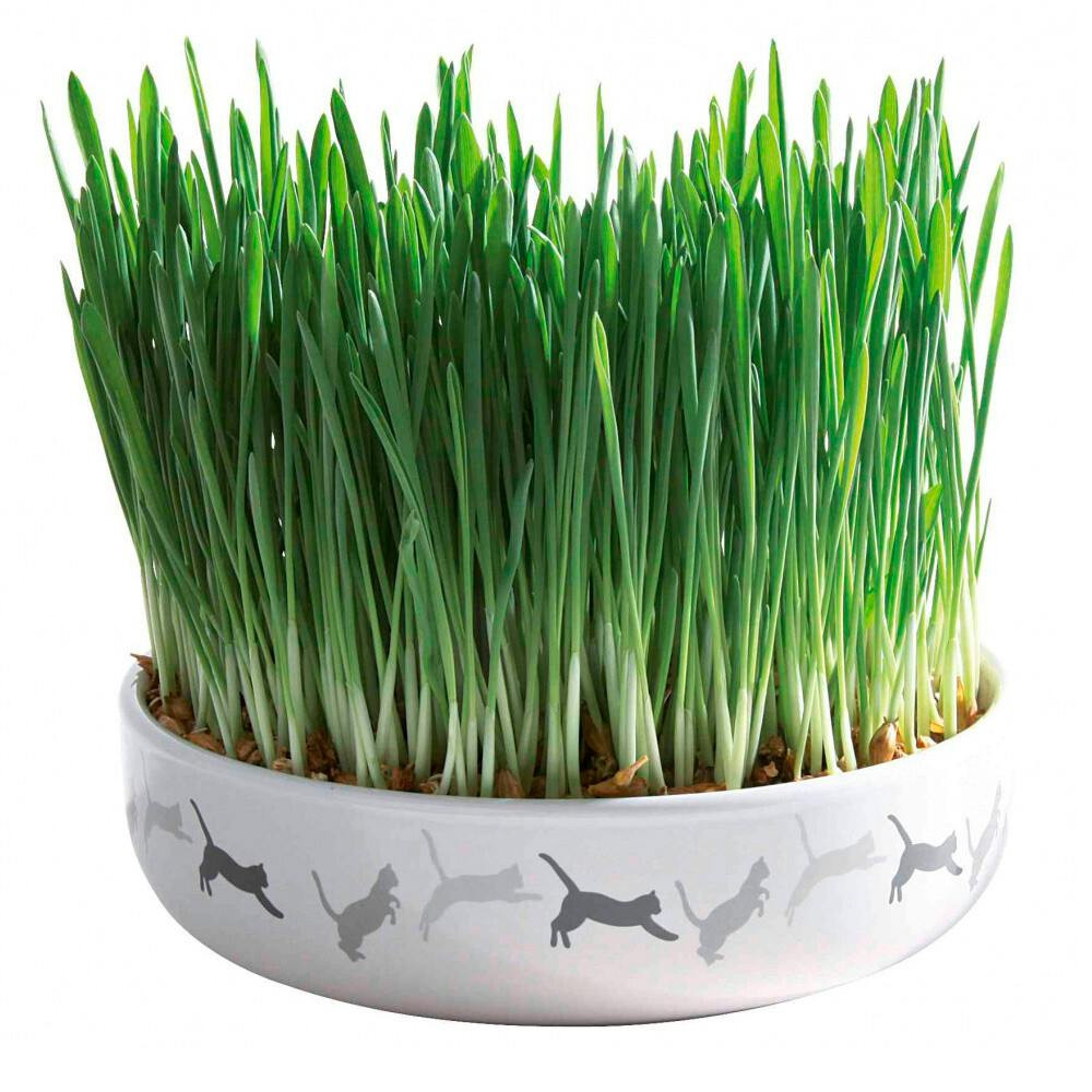 Gamela Ceramica Com Erva De Gato 15 Cm / 50 Gr - TX42341