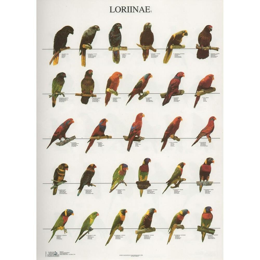 Poster Lories 1 - papel laminado A4