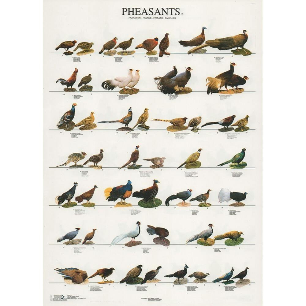 Poster faisões laminado A4