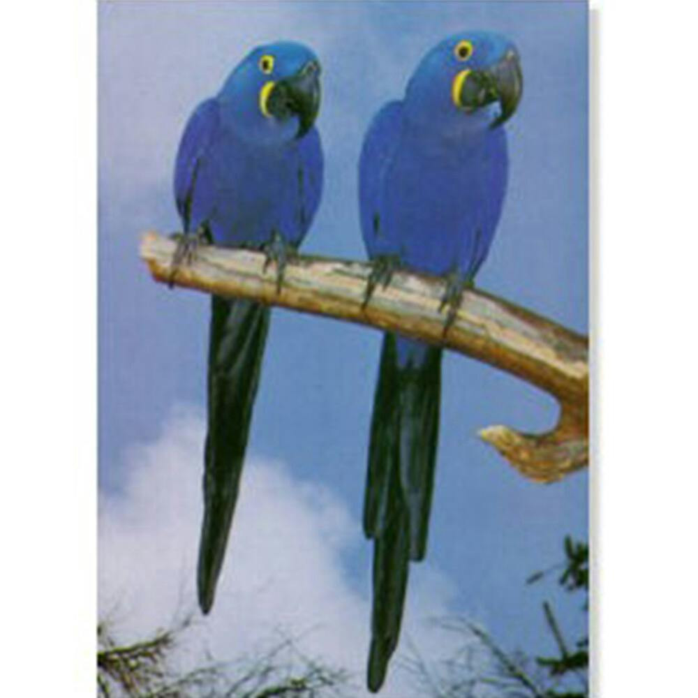 Poster Araras Violeta de Jacinta (Português)