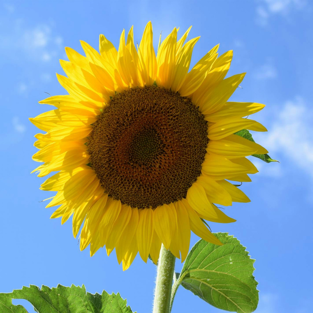 Giant sunflower seeds BIOlogical