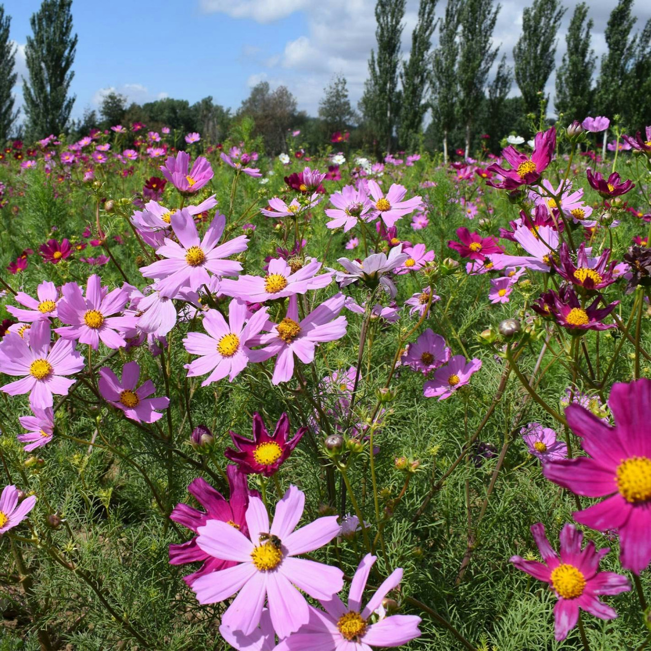 Semillas Cosmos Mix BIO - flores decorativas comestibles